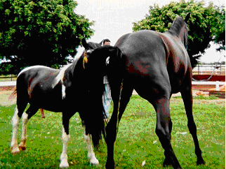 equinos 02 Estro