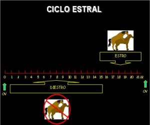 equinos Dra Milena Machado - CRMV 13740 - CRIA Reprodução Equina