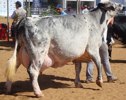 Girolando
