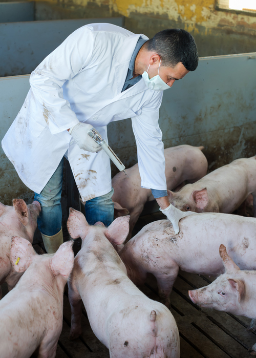 Aplicação de vacina em suínos