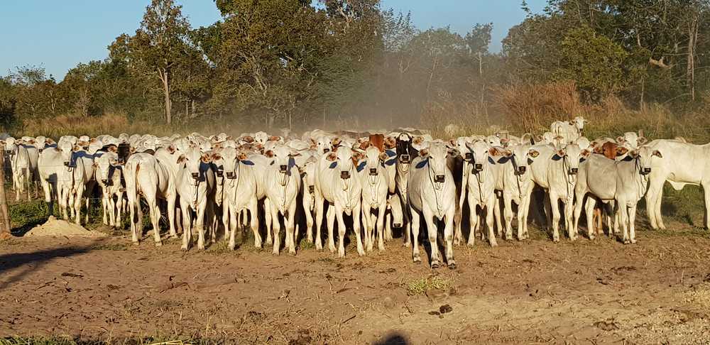 Rebanho de vacas nelore