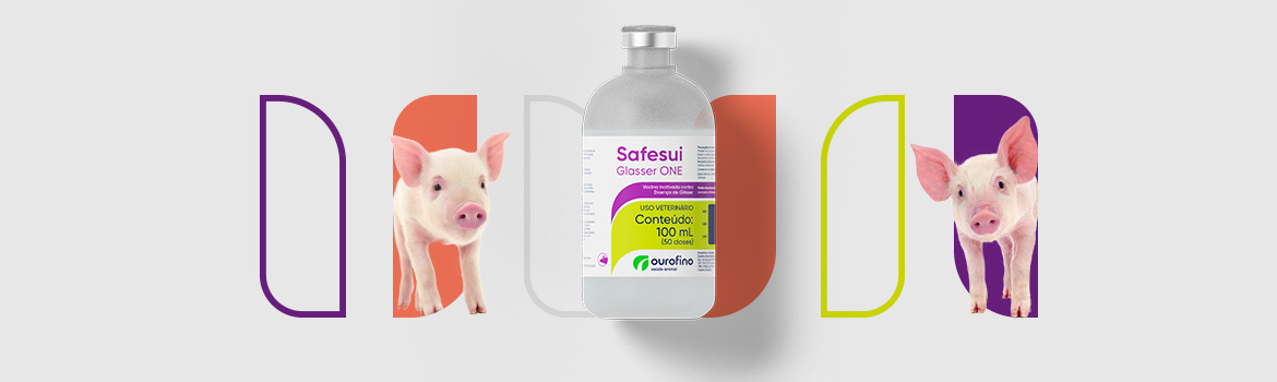 Chega ao mercado a 1ª vacina do mundo de dose única contra a doença de Glässer