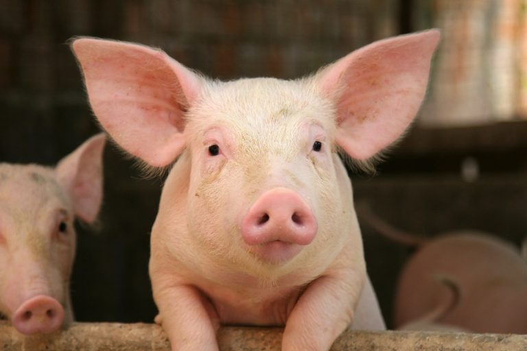 Distúrbios Uterinos em fêmeas suínas: Proteção aliada ao bem-estar com Maxicam 2%