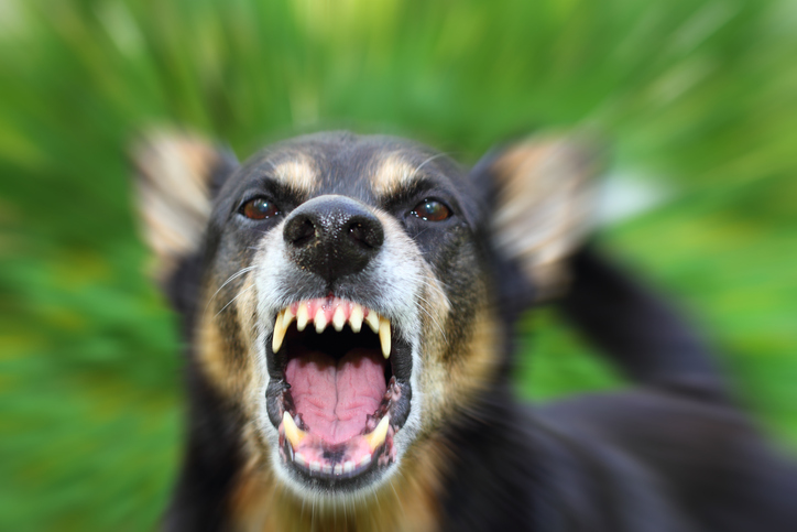 Raiva em cães e gatos: sintomas, transmissão e prevenção