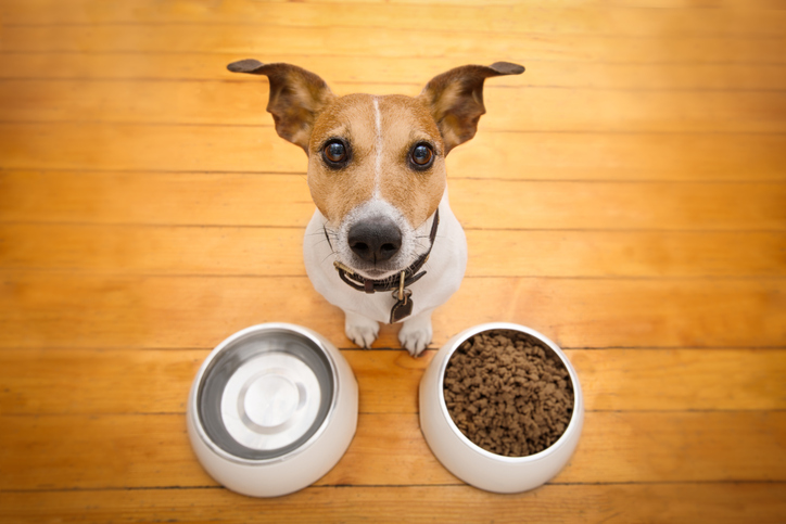 Mudança de ração em cães e gatos: como fazer a transição alimentar sem causar diarreia ou vômitos