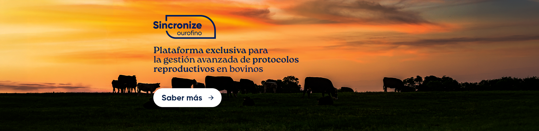 BOVINOS E EQUINOS – SINCRONIZE OUROFINO